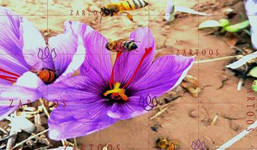 عسل و نبات زعفرانی مصرف نکنیم!