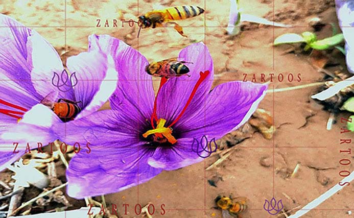 زرتوس زعفران